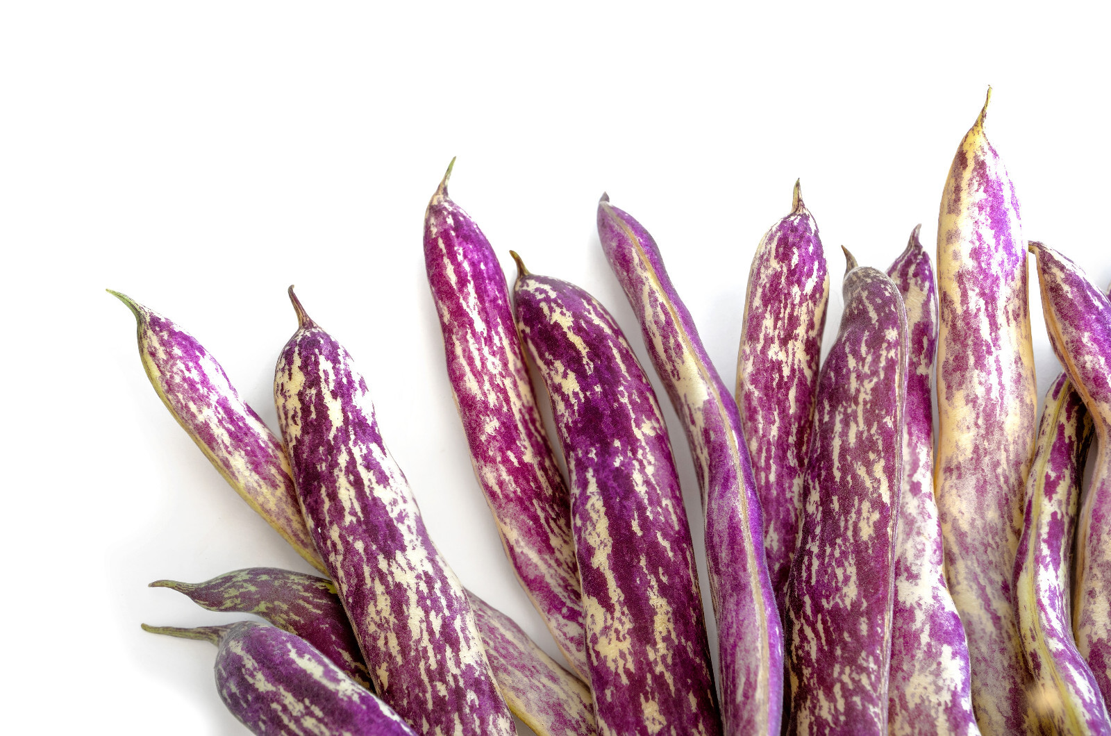 50 DRAGON TONGUE Wax BEAN Yellow Purple Phaseolus Vulgaris Vegetable Seeds