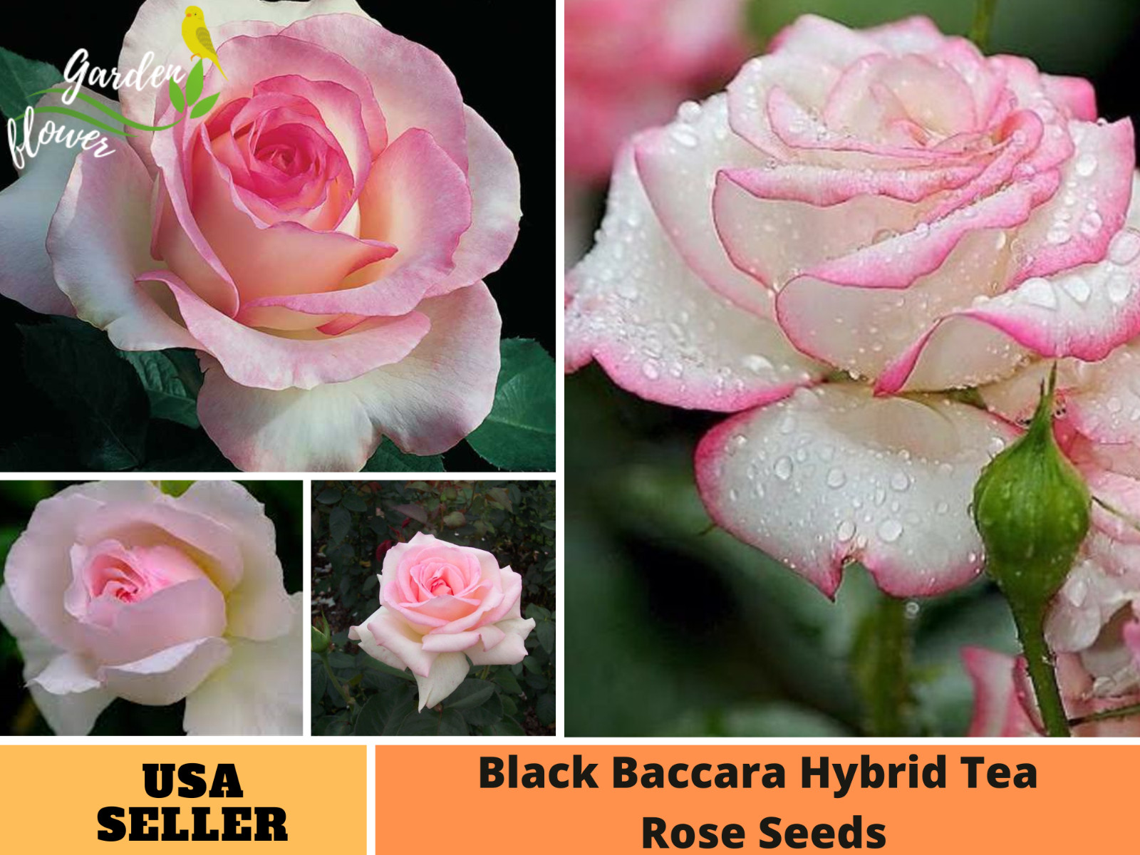 30+ Seeds|White Pink Hybrid Tea Flower Perennial Rose Seeds #1051