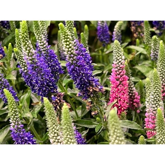 50 Mixed Colors VERONICA SIGHTSEEING MIXTURE (Spike Speedwell) Veronica Spicata