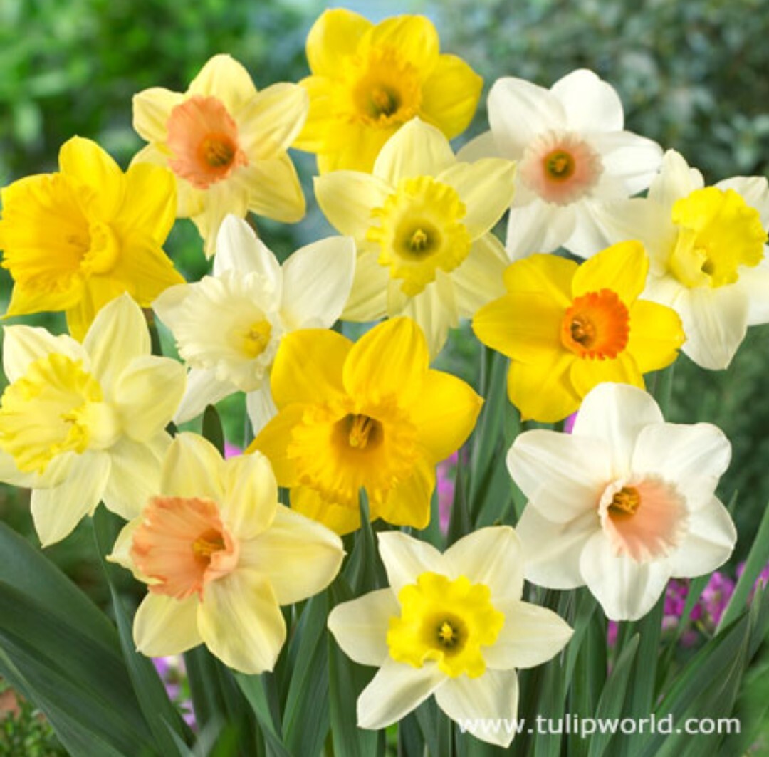 50 Mixed Daffodil Bulbs Assortment FREE SHIPPING
