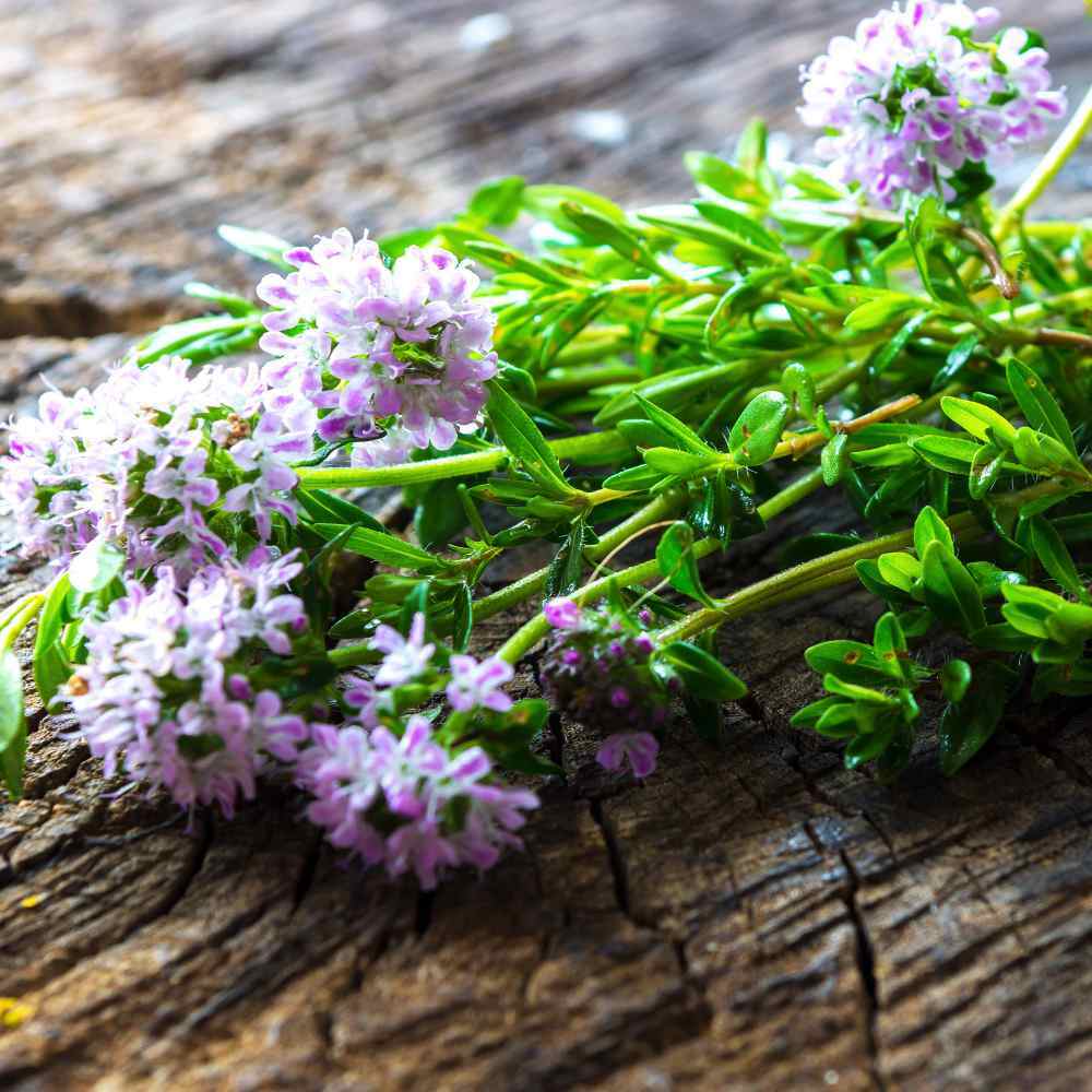 SUMMER SAVORY 300+ SEEDS ORGANIC CULINARY HERB (Satureja Hortensis)
