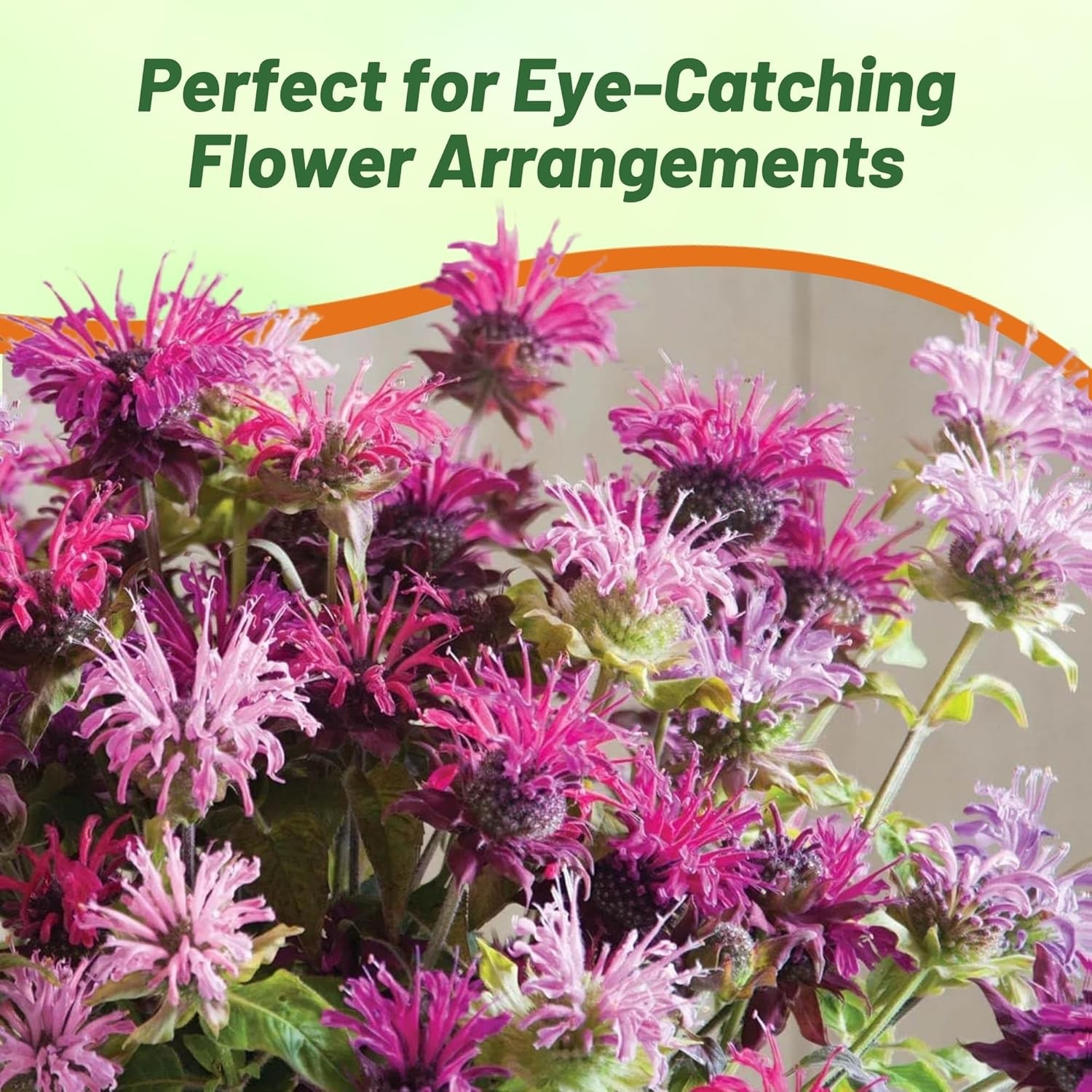 500 Seeds Monarda Didyma Seed Mix For Planting Outdoors | Bee Balm Mix Flower