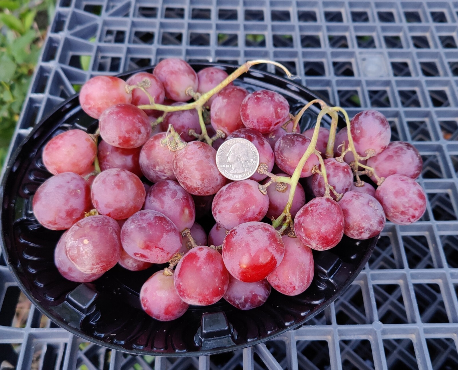 1 (One) Live Plant of “PETITE SYRAH” GRAPE ROOTED, about 8-20″ Height