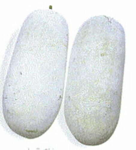15 WAX GOURD Fuzzy Winter Melon Seeds Oblong Benincasa hispida USA FREE SHIPPING