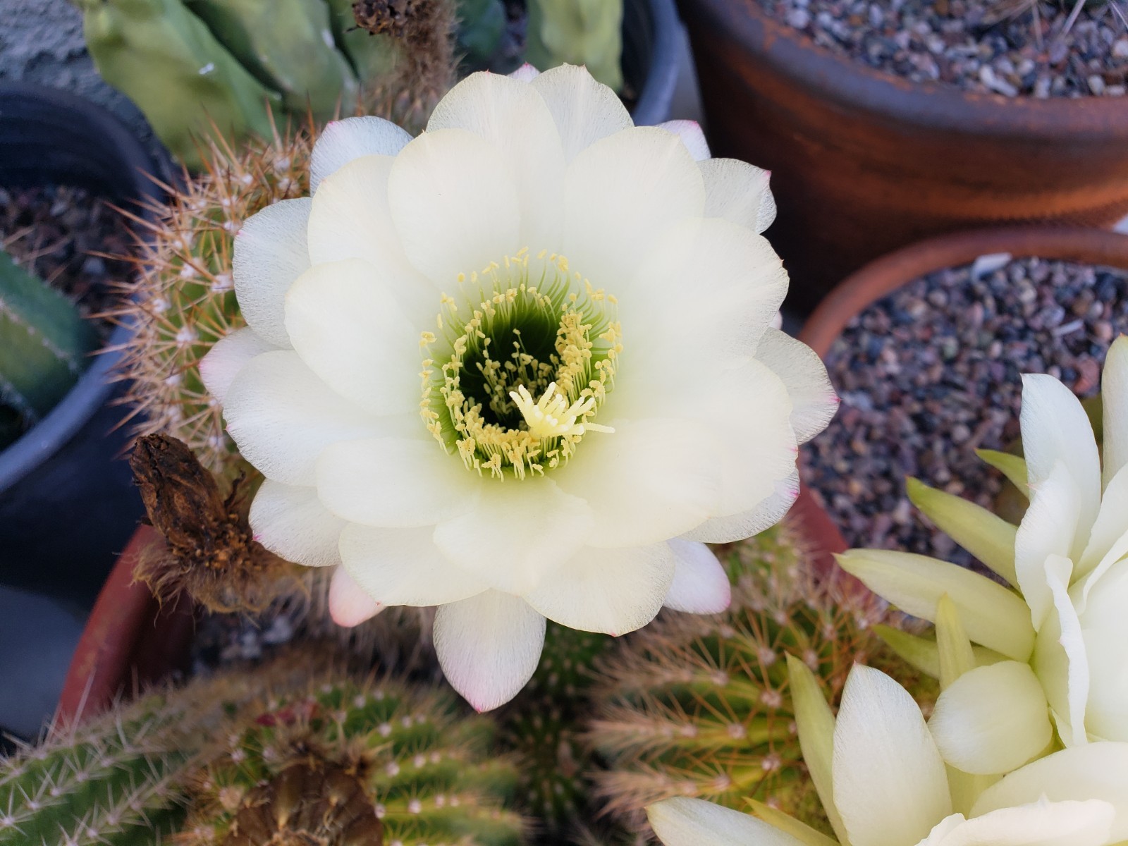 Echinopsis Grandiflorus Cactus Hybrid 50x Seeds *Beautiful Flowers*