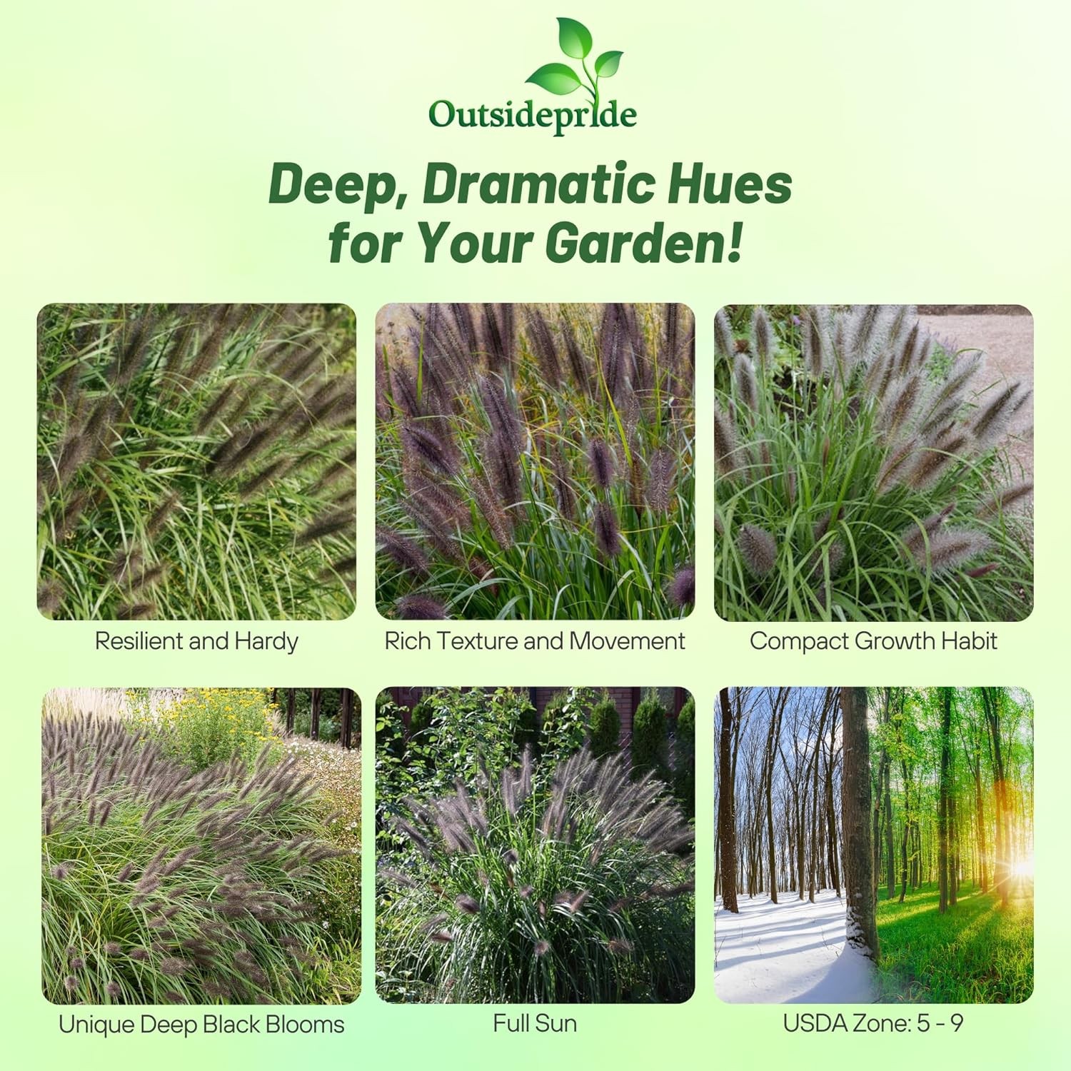 200 Seeds Fountain Ornamental Grass Seed For Planting – Pennisetum