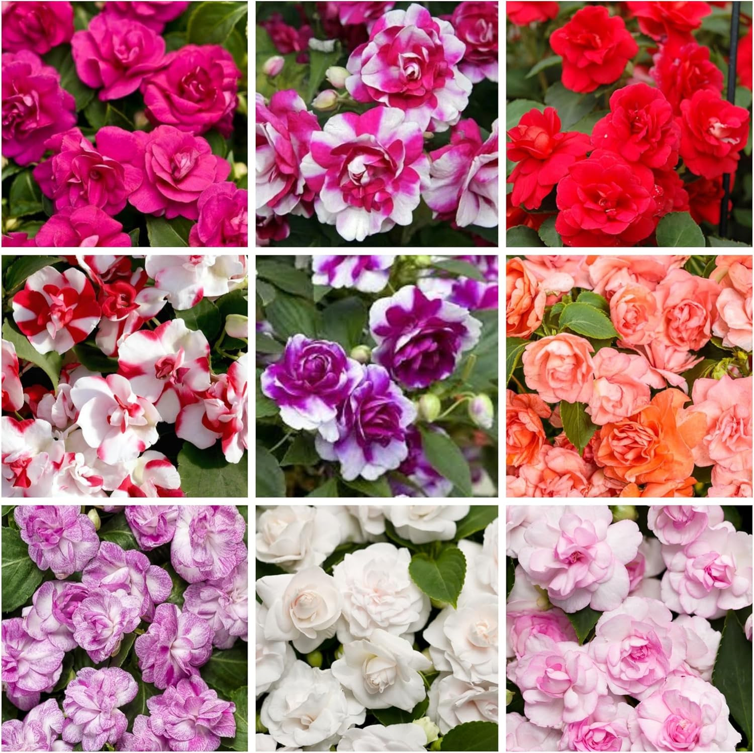 350+ Double Impatiens Seeds for Planting Perennial Annual Mixed Camellia