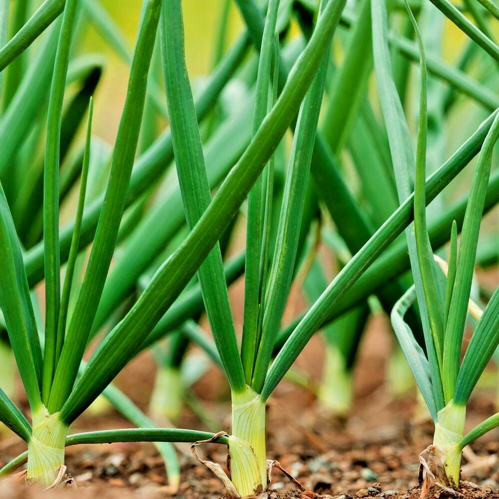 500+JAPANESE Evergreen Bunching GREEN ONION Seeds Welsh Nebuka He Shi Ko 70 Day
