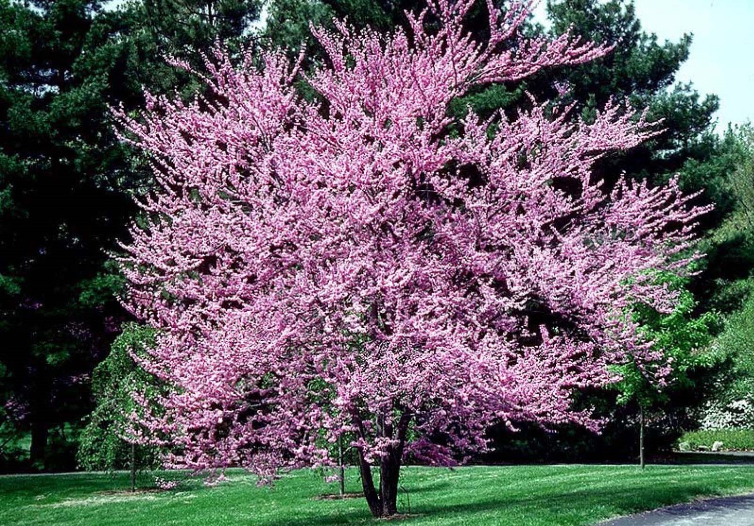 Eastern Redbud tree (Cercis canadensis) 1 year old plant 6-10 inches tall