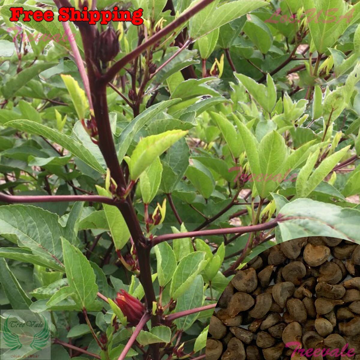 Burmese Roselle Seeds | Asian Sour Leaf – Chin Baung | Vegetable Seeds