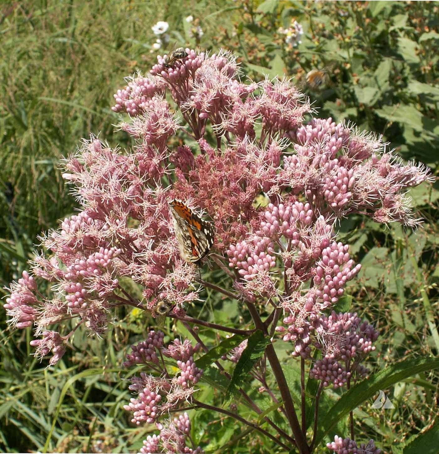 500 Joe Pyeweed, Spotted Flower Seeds Perennial Eutrochium maculatum