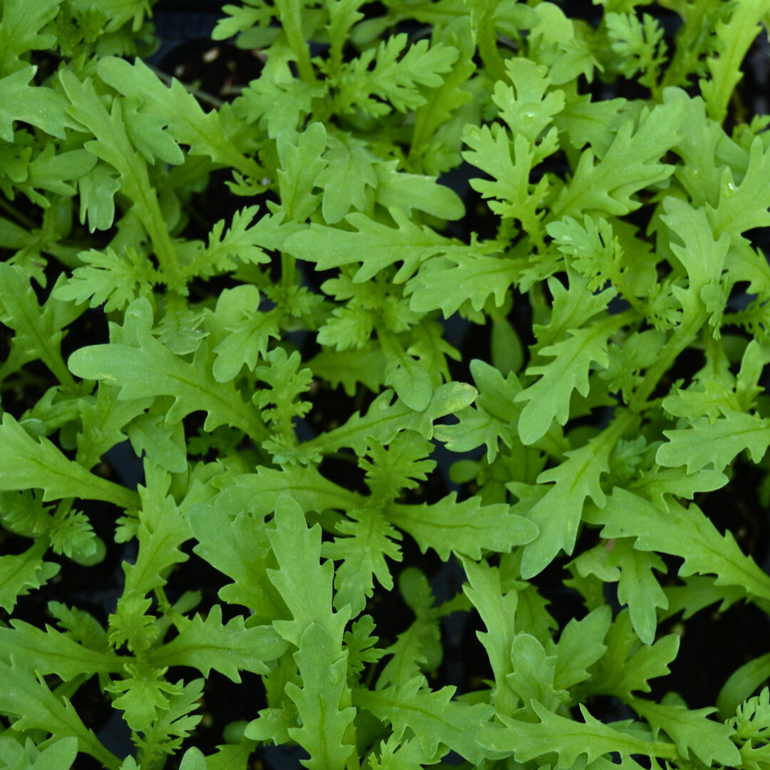Fresh Chrysanthemum Greens Seeds | Tong Hao | Heirloom Non-GMO | Asian Vegetable