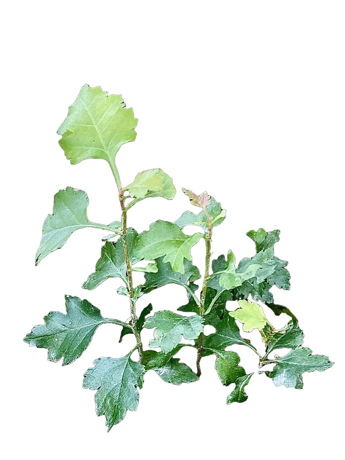 Washington Hawthorn -**3** Live Bare Root Sapling Tree 3-12 inches- Edible Fruit
