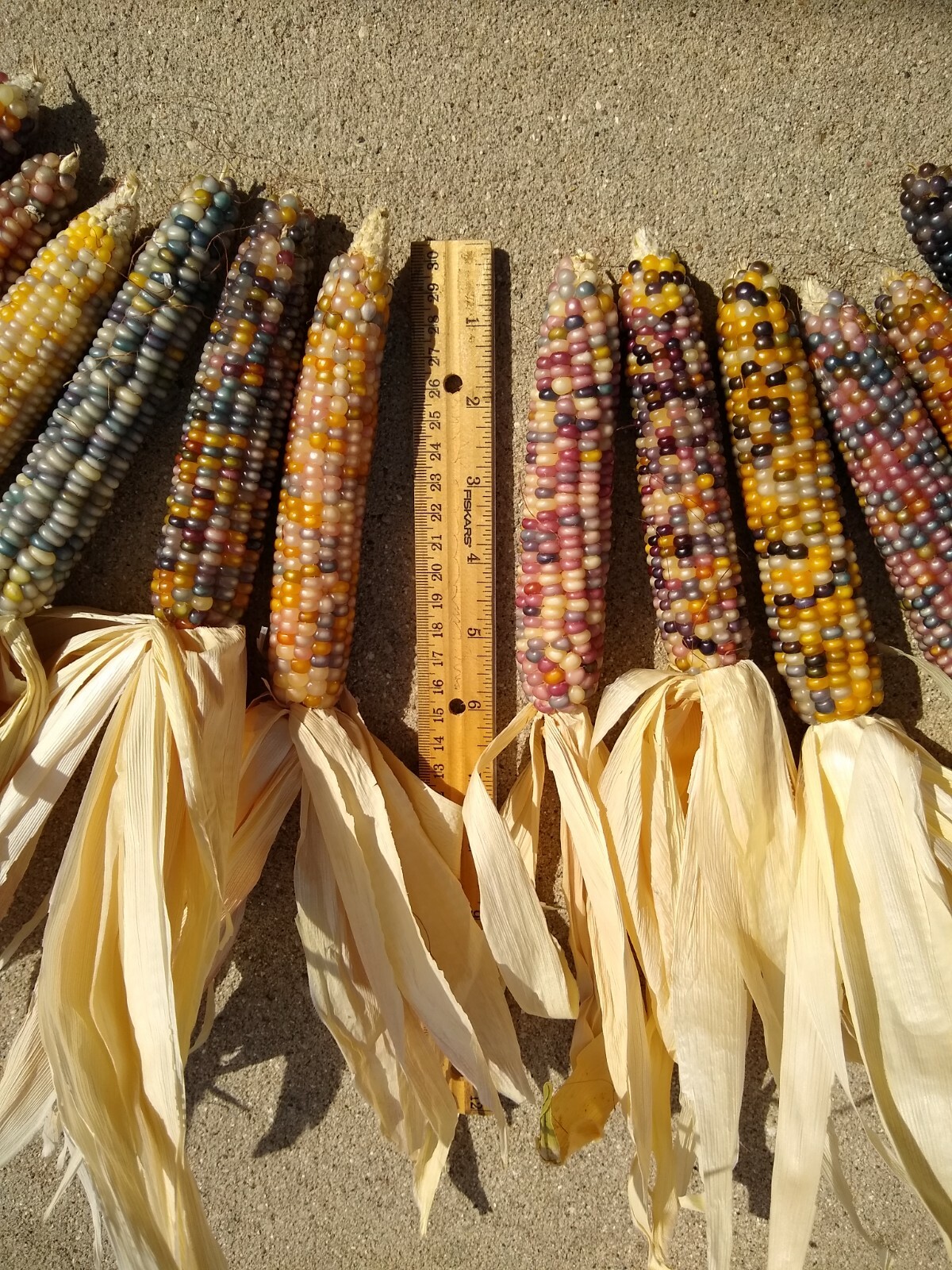 Glass Gem Corn, 5″ to 6″ Length, 12 and 24 Count, FREE SHIPPING