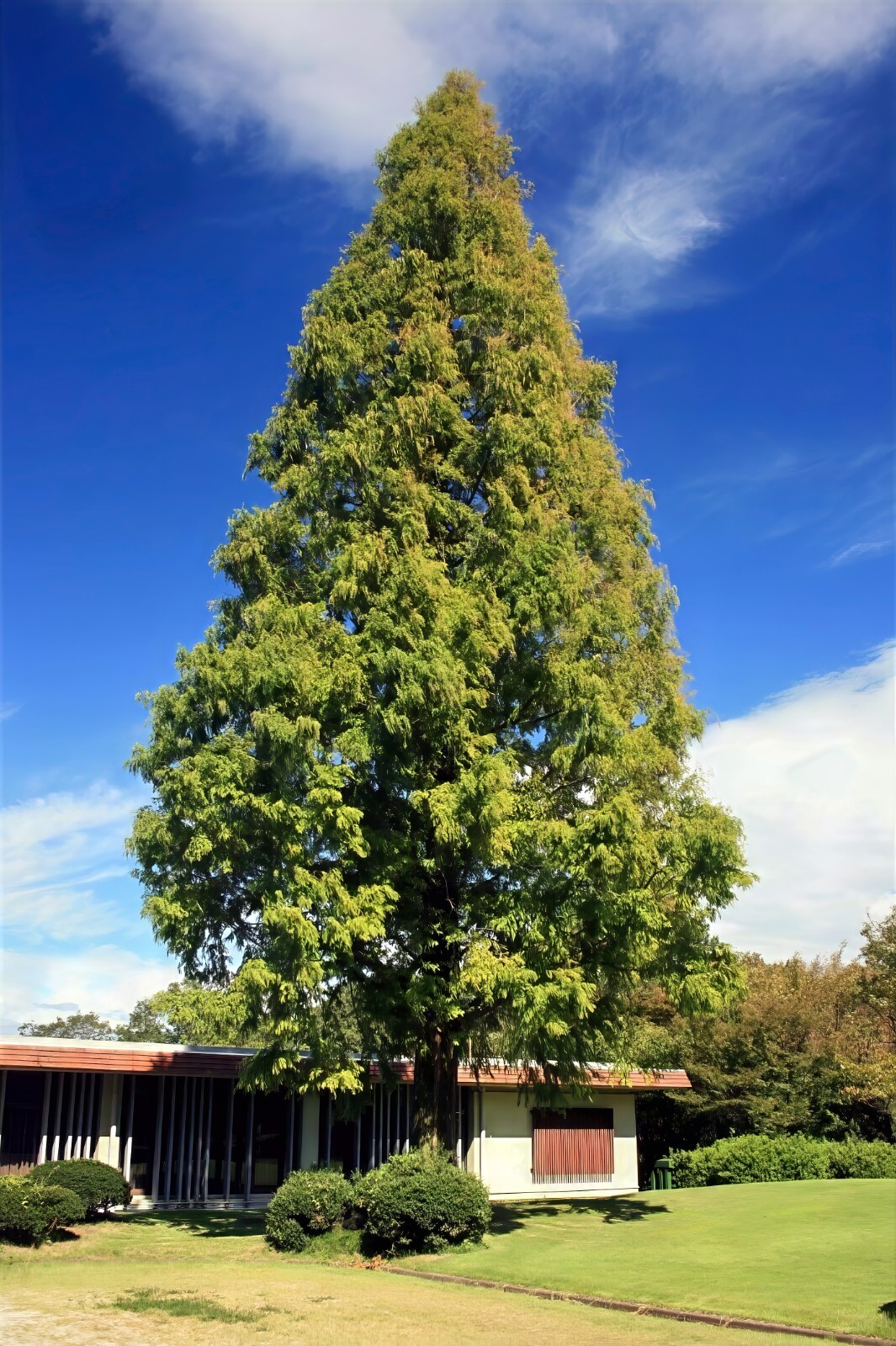 Dawn Redwood Tree Seeds (Metasequoia glyptostroboides) Fast Hardy Bonsai Plant