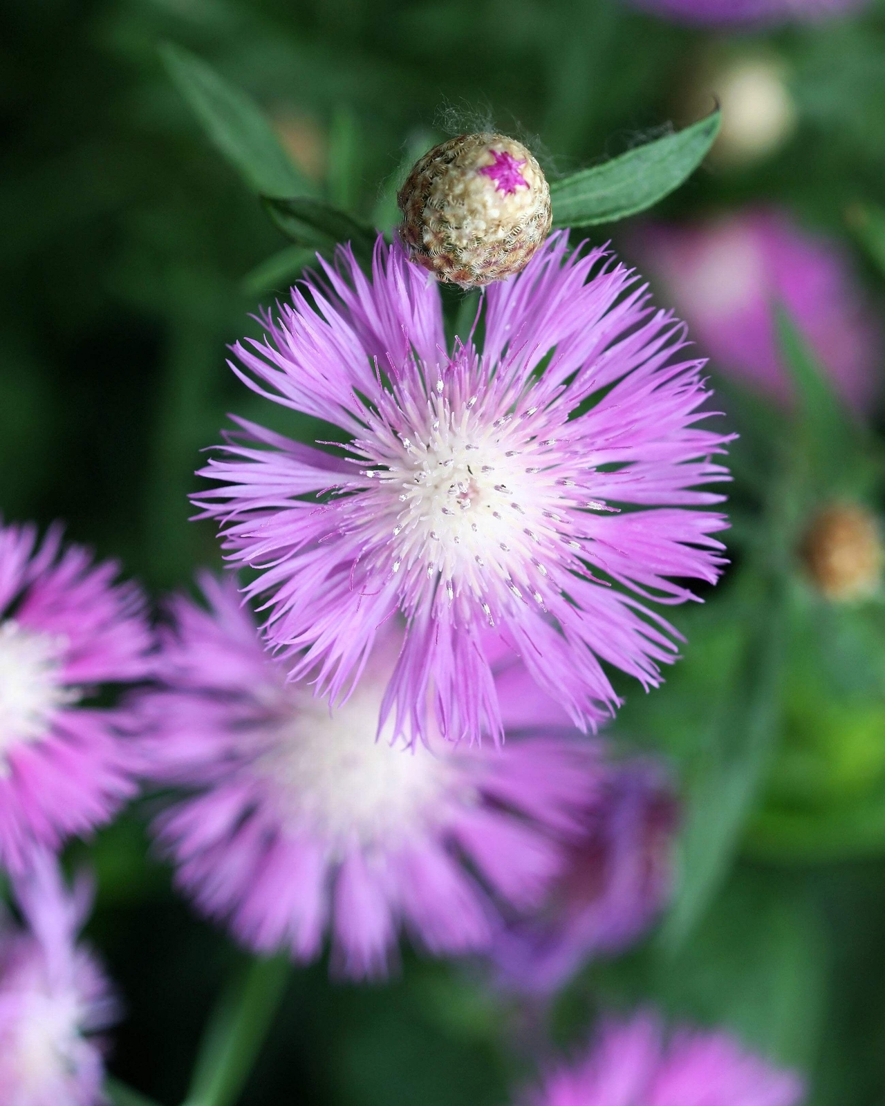 500 MIXED SWEET SULTAN Imperialis Mix Amberboa Moschata Centaurea Flower Seeds