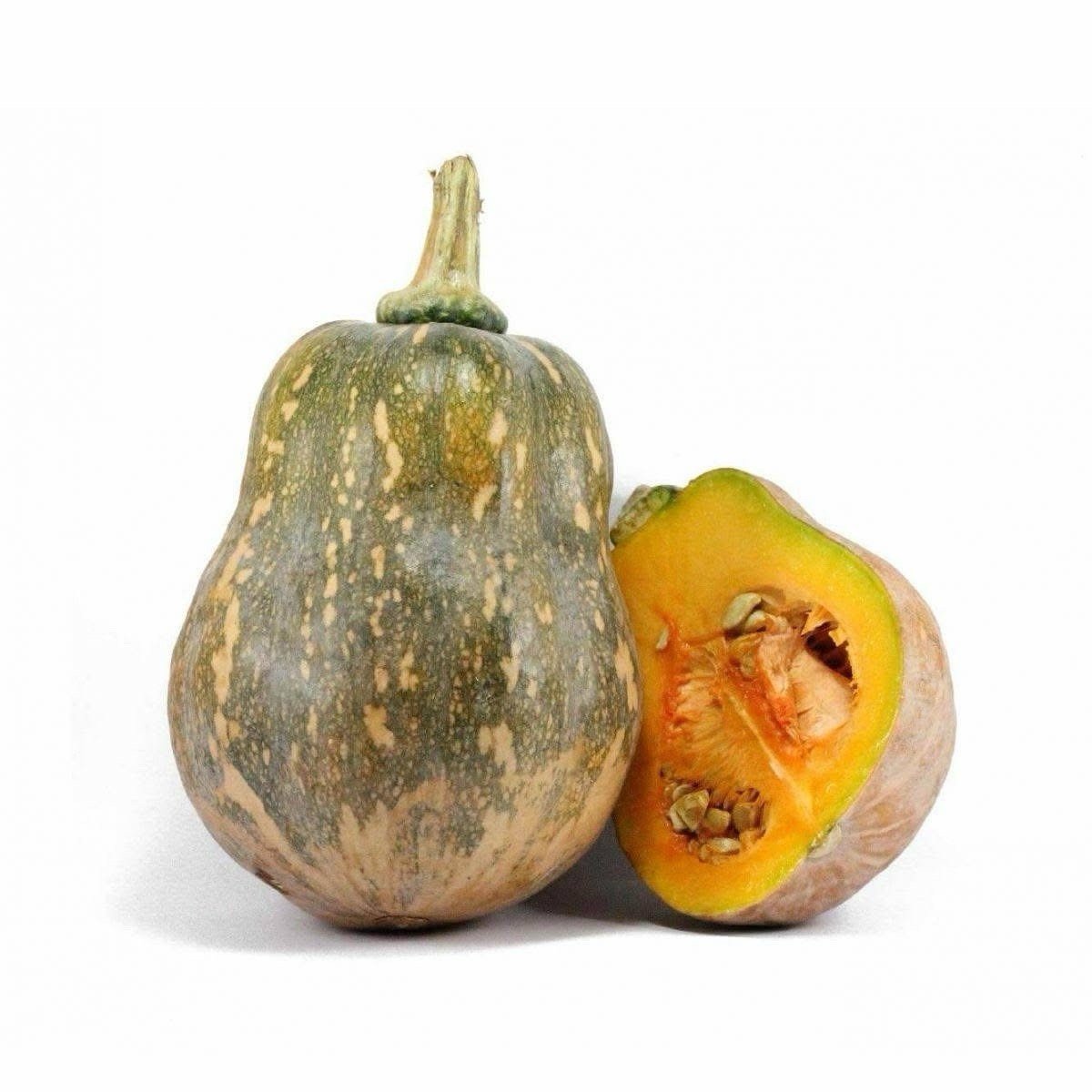 Sweet Green-Striped Butternut Squash – 10 Seeds 2026 – USA