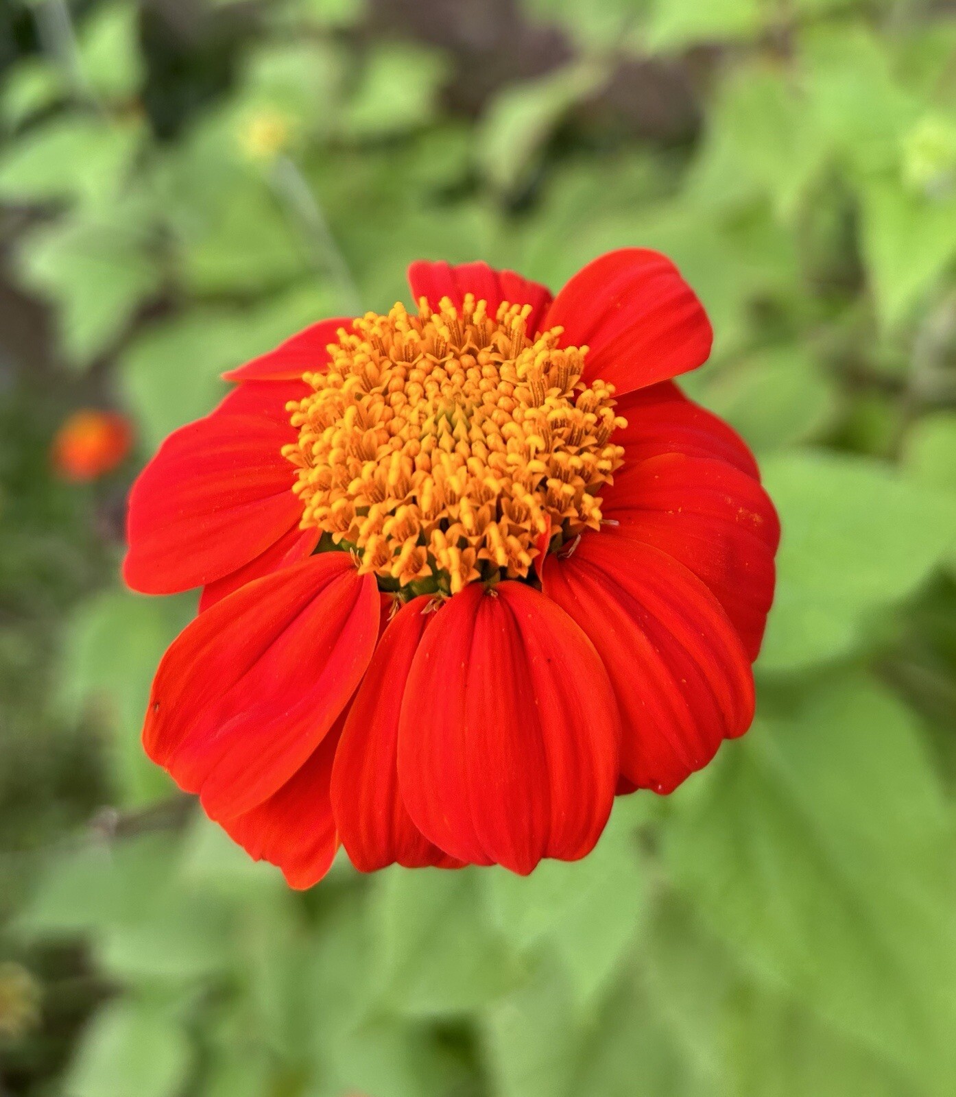 Orange Mexican Sunflower, Tithonia Rotundifolia – 50 Seeds 2023 – USA