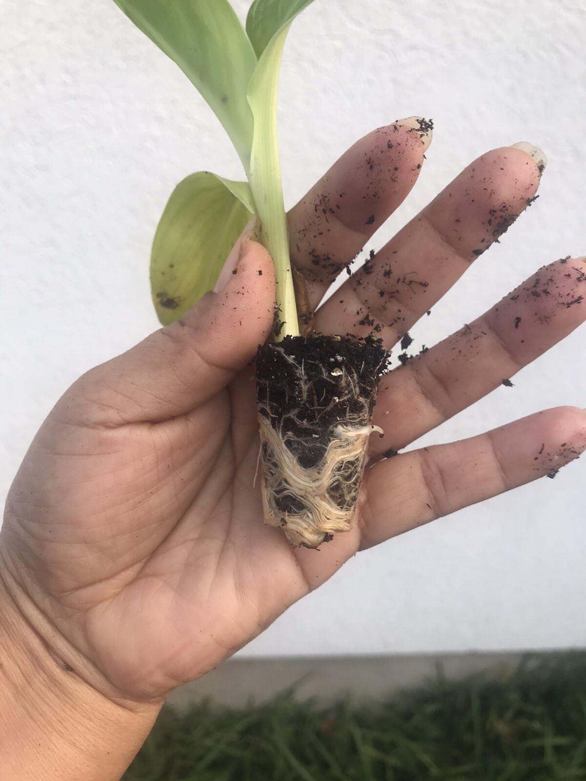 1 Alaska White Canna Lily Rhizome Live Plant “ White Blooms” Well Rotted