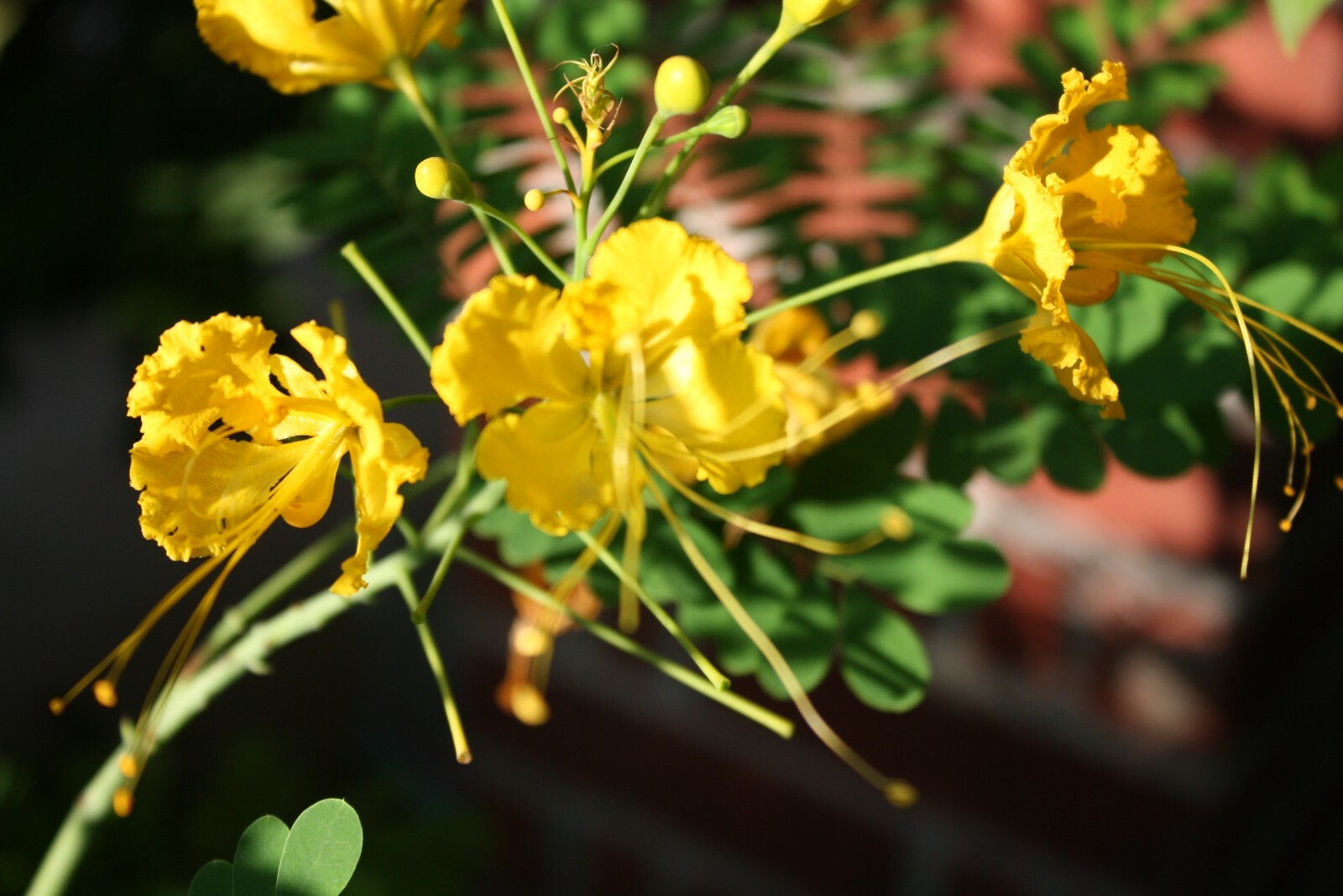 Caesalpinia pulcherrima Yellow Poinciana 10 Seeds All Natural Heirloom