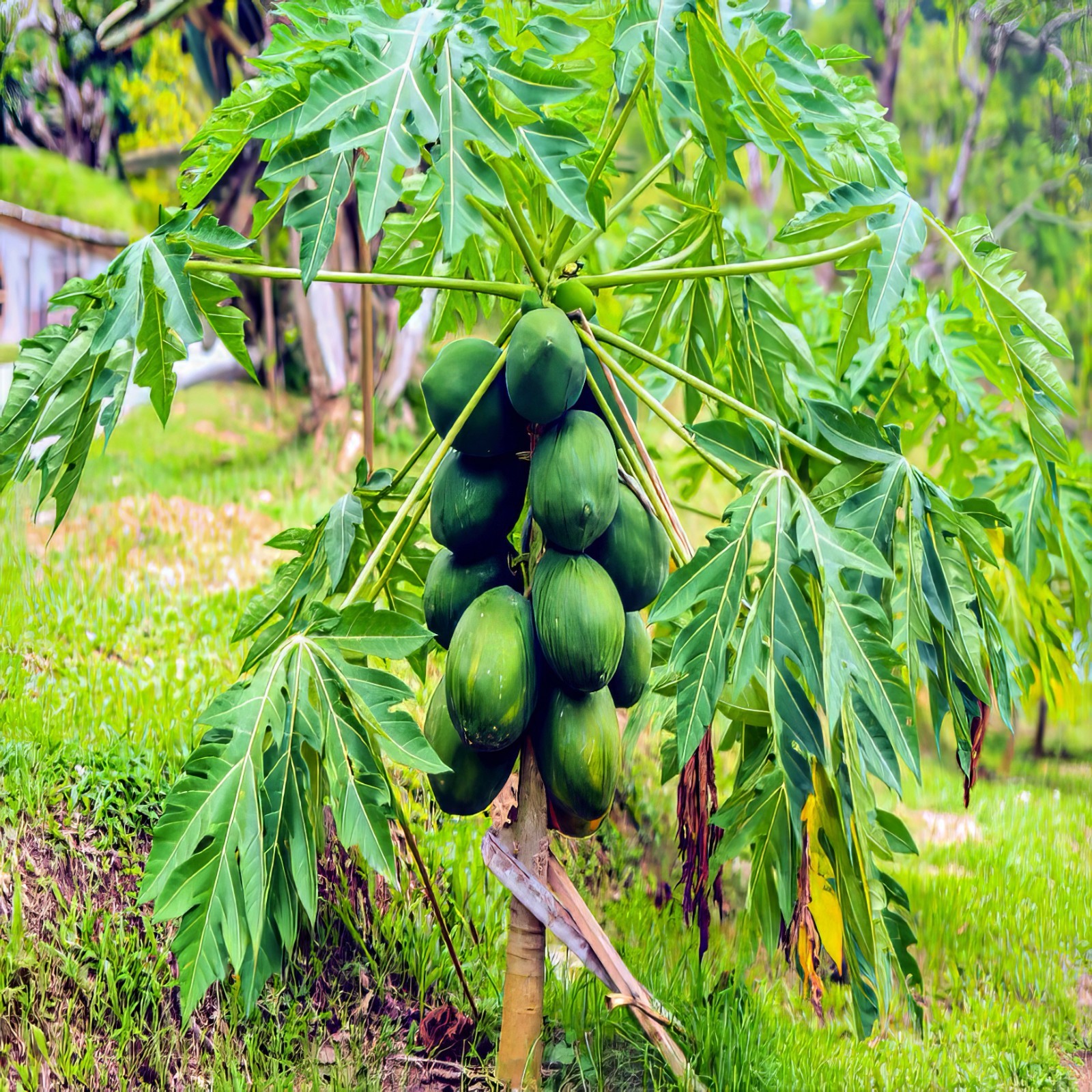 20 “DWARF SOLO WAIMANALO TREE SEEDS” (Carica Papaya) Fast Fruit Houseplant