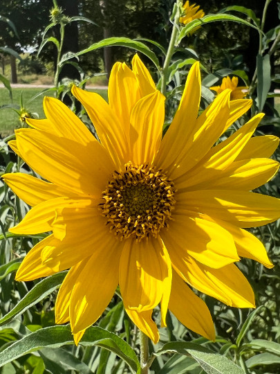 Perennial 50 Sunflower Maximilian Seeds zone 3-9