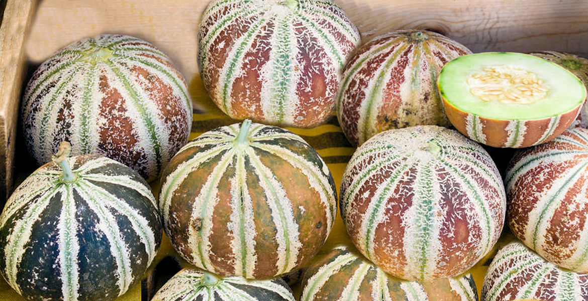 Very Rare Kajari Melon Heirloom 10 Seeds Non GMO Long Shelf Life Good producer