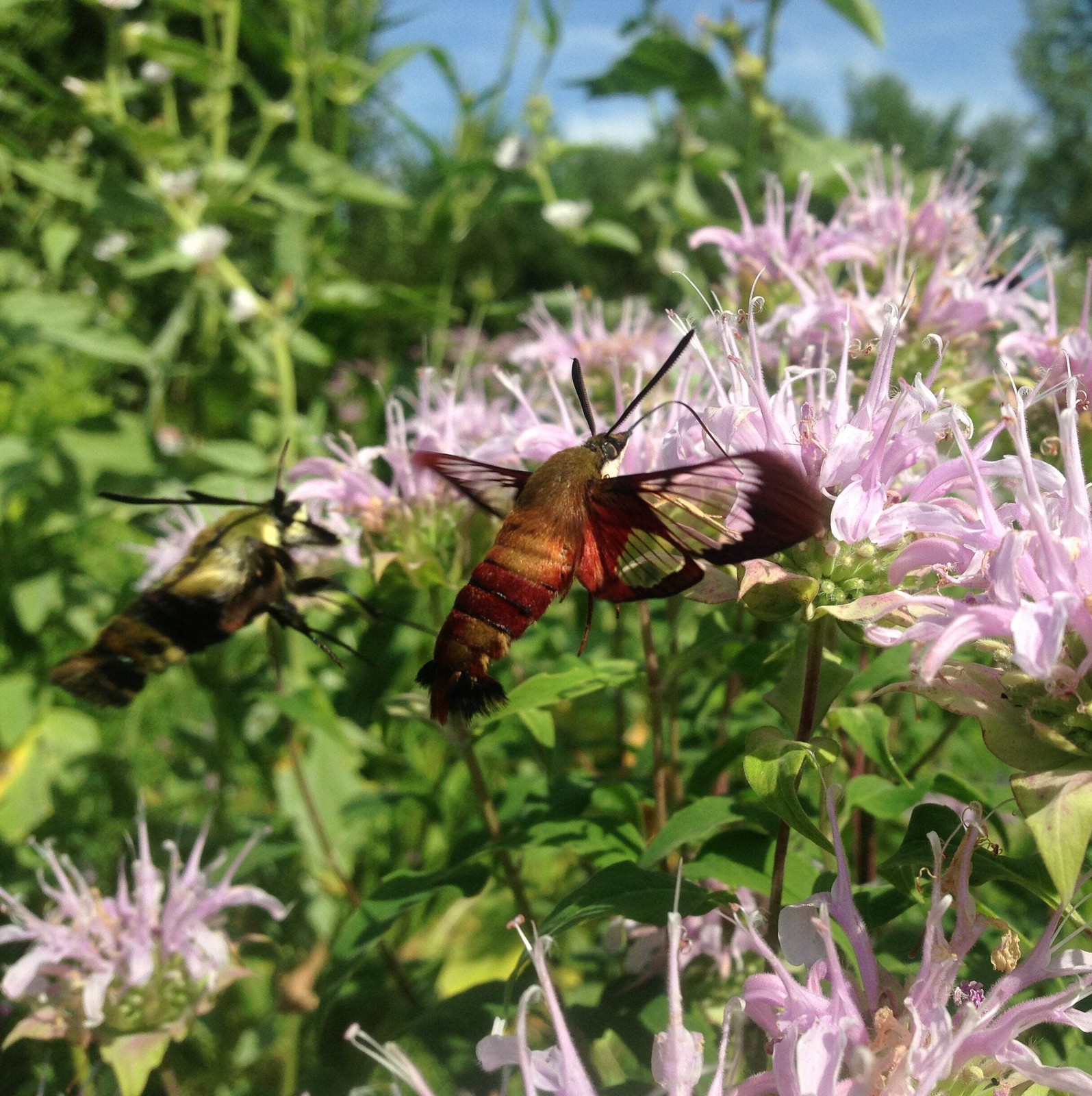 Pollinator Garden Boxed Seed Collection ~Native Wildflower Pollinator Attractors