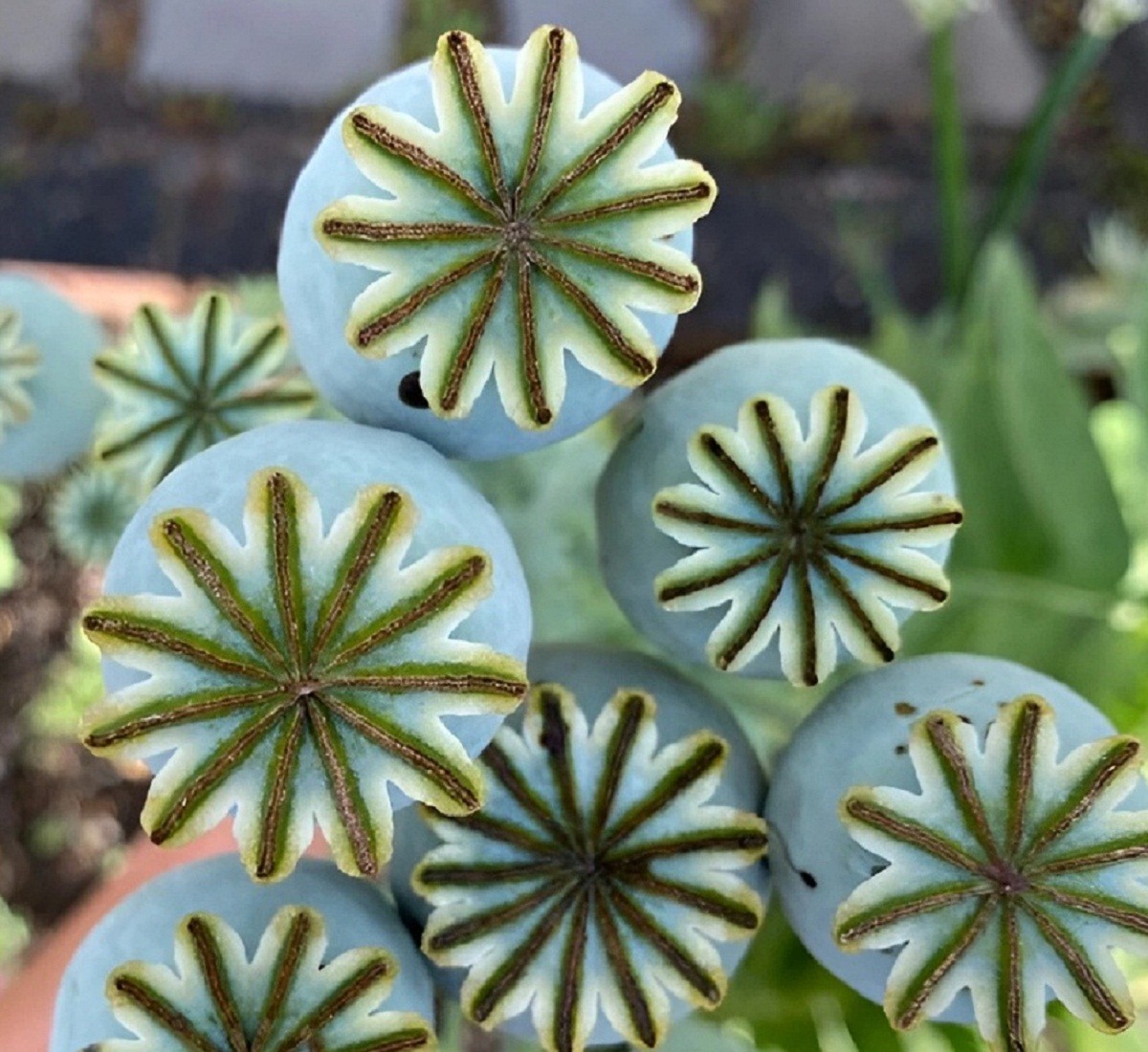 5,000 Organic Giganteum Papaever Somniferum Poppy Seeds Grow Huge Flowers & Pods