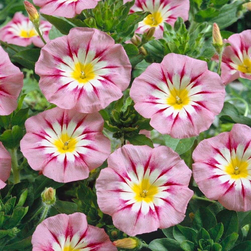 Royal Ensign Rose Pink Morning Glory – 25 seeds – Convolvulus Tricolor – Dwarf