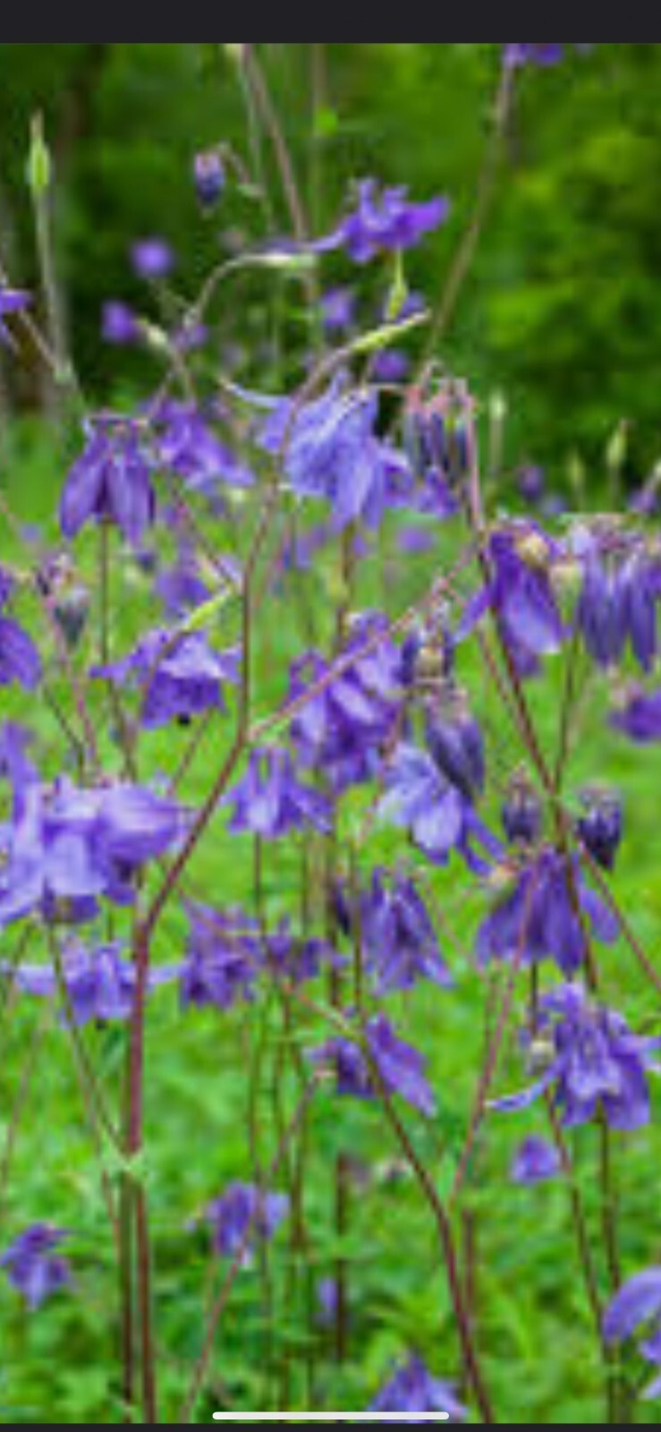 100+ Columbine Seeds 2024 Mixed Blue Purple Pink Flower Spring Perennial in USA