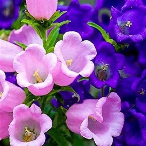 Canterbury Bells Seeds Campanula Rainbow Florist’s Dream Mixed Colors Flowers