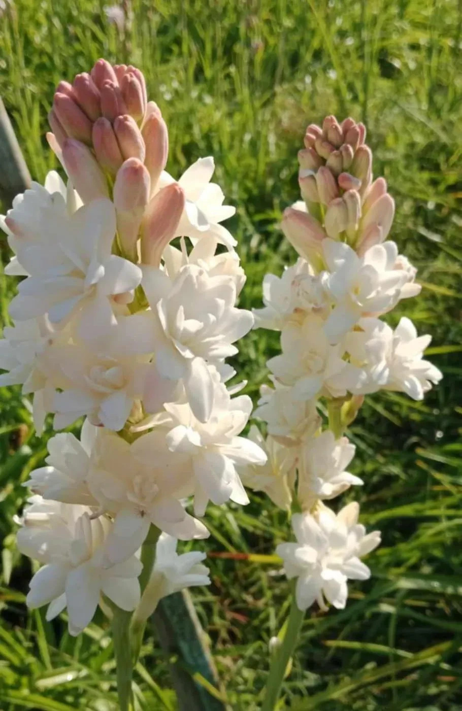 3 New! Large Double White Mexican Tuberose Polianthes Lily Fragrant