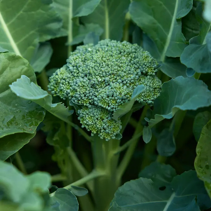 Broccoli Seeds – Waltham 29 – Organic Seeds – Non GMO