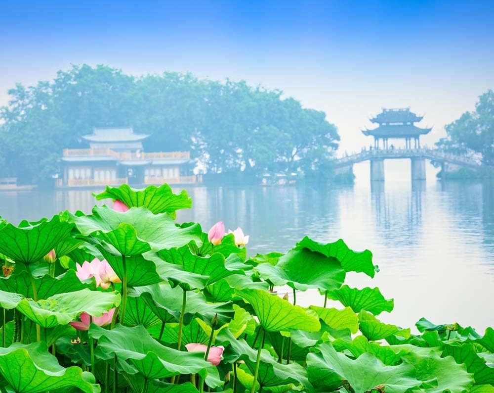 Transform Your Pond with 30PCS Non-GMO Bowl Lotus Seeds for Air Purification