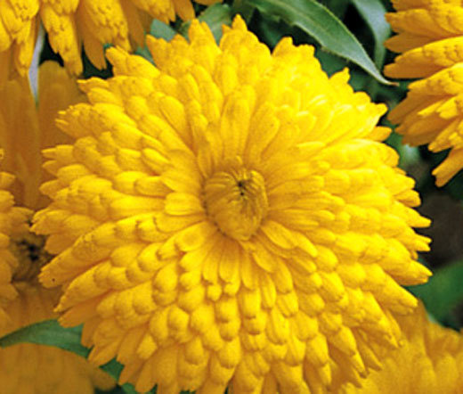 CALENDULA GOLDEN EMPEROR Calendula Officinalis – 20 Seeds