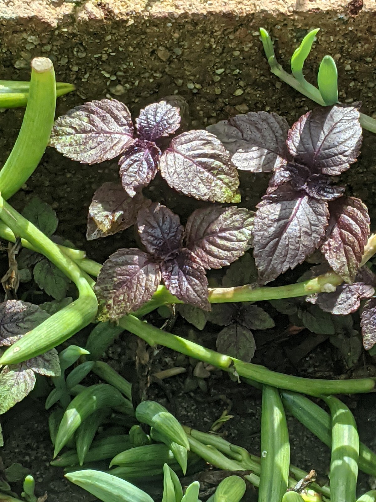 Purple Basil Perilla (100+ Seeds) Shiso Red Mint – 2023 Harvest Grown In The USA