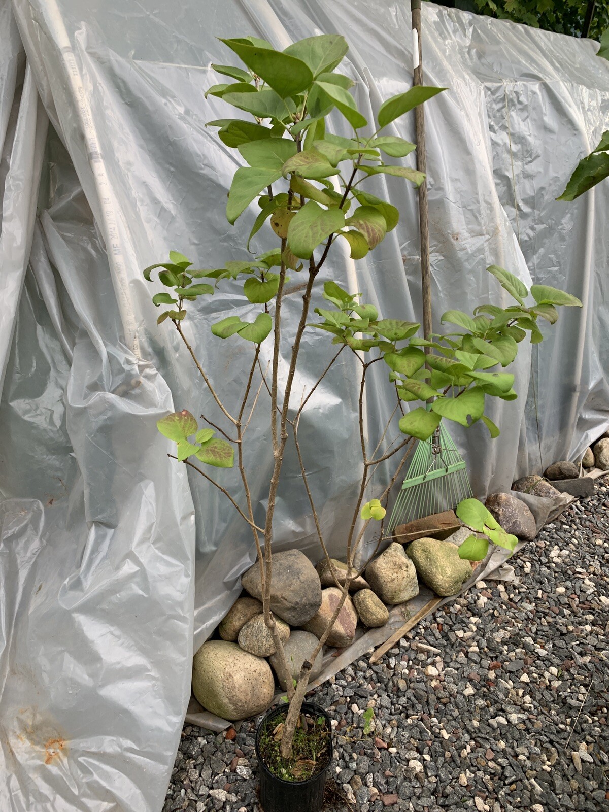Purple Lilac 3-4 year old plant, Syringa vulgaris (Common Lilac), Bare root