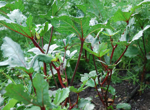 50+ Red Burgundy Okra Seeds Vegetable Seeds(Abelmoschus Esculentus) USA