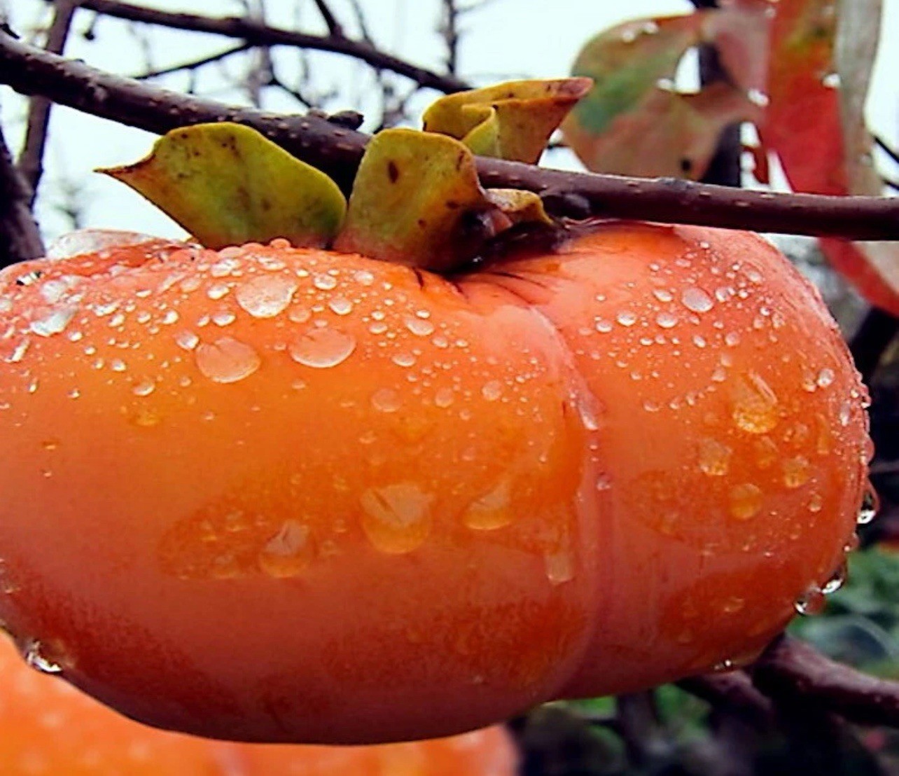 10 JAPANESE PERSIMMON TREE SEEDS (Diospyros Kaki) Asia Hardy Garden Fruit Plant