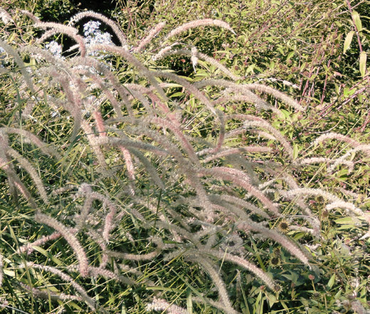 FOUNTAIN GRASS ORIENTAL Pennisetum Orientale – 50 Bulk Seeds