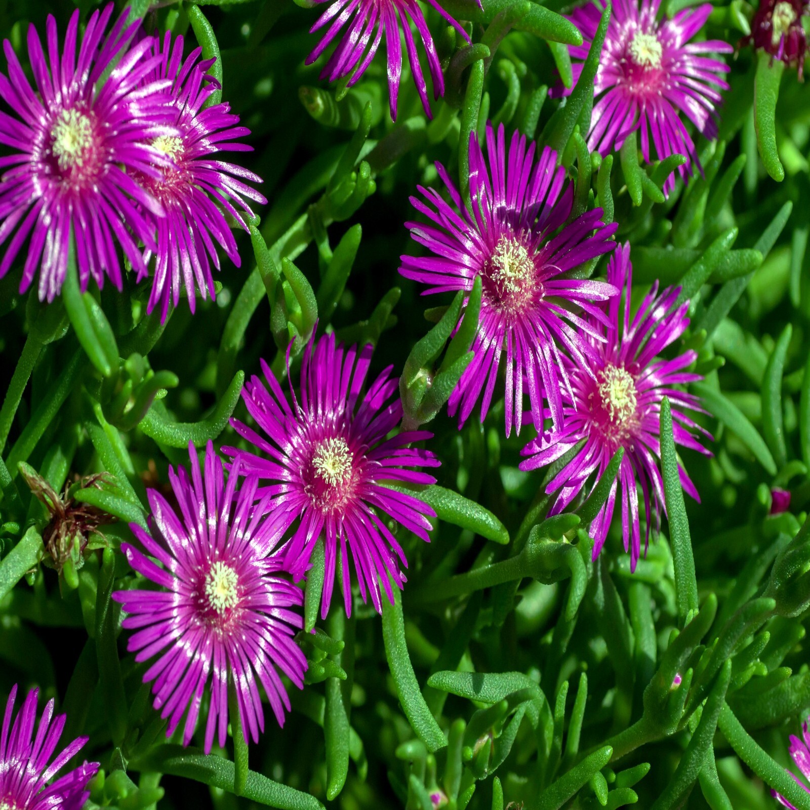 20 ICE PLANT Seeds (Delosperma Cooperi) Daisy Flower Hardy Ground Cover Plant