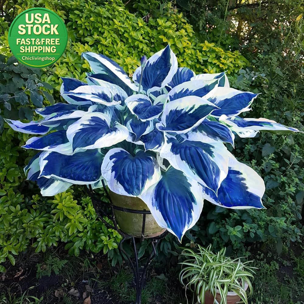 207 Hosta Seeds Variegated Perennial Giant Low Maintenance Shade Plants
