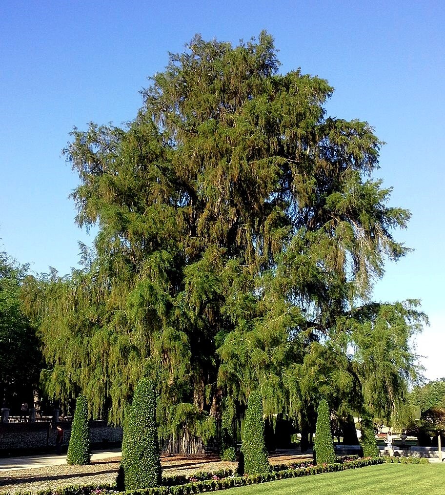Montezuma Bald Marsh Cypress Tree Seeds (Taxodium mucronatum) Fast, Bonsai, Rare