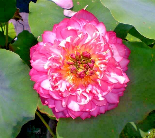 5 POLYPHYLL RED LOTUS SEEDS – Nelumbo Nucifera