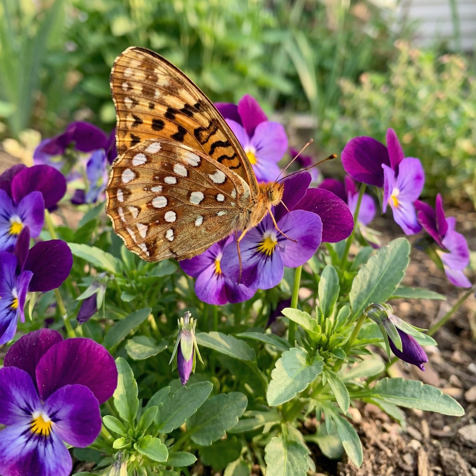 Viola KING HENRY Perennial Fritillary Butterfly Host Plant Non-GMO 500 Seeds
