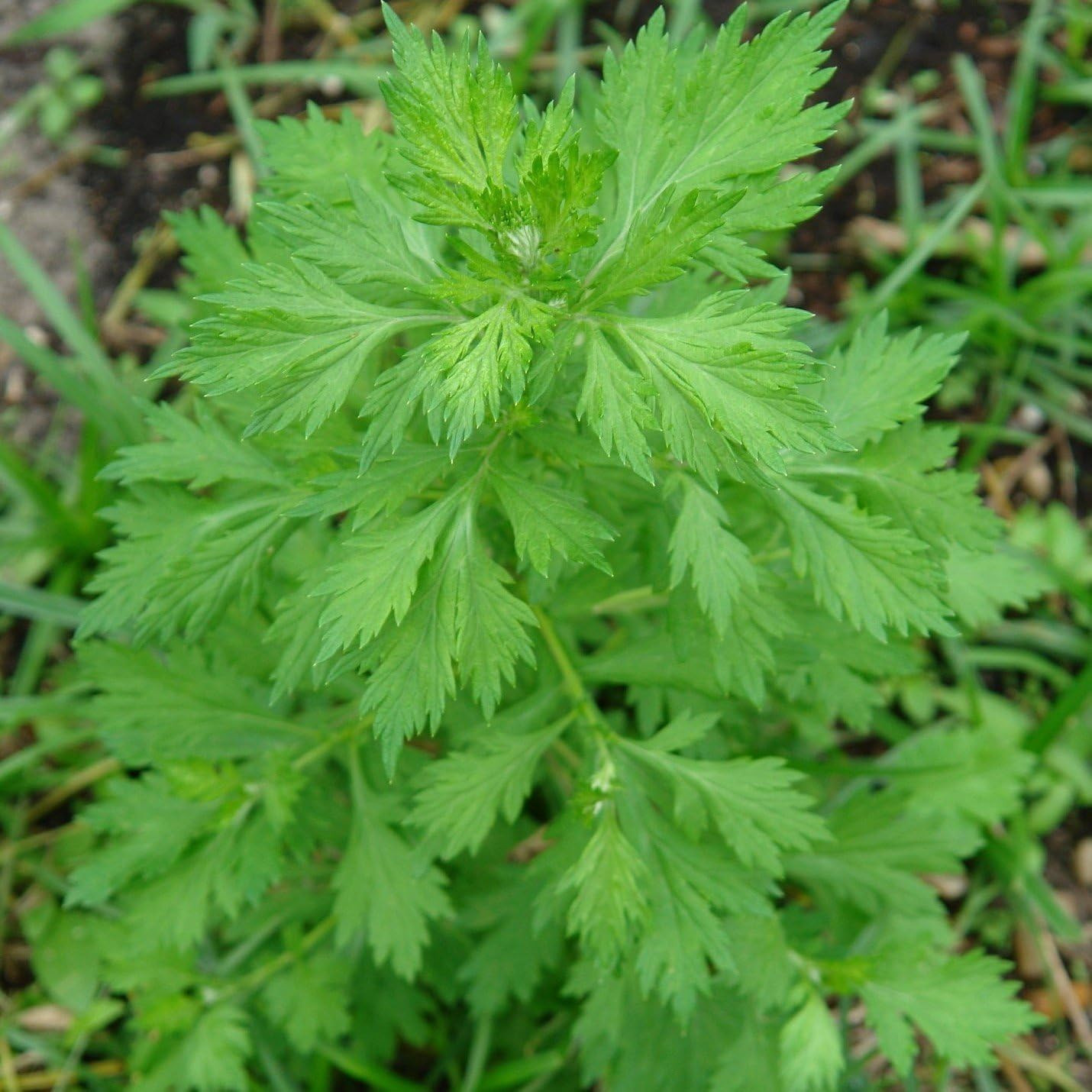 White Mugwort (Artemisia Lactiflora) – Packet of 10 Seeds