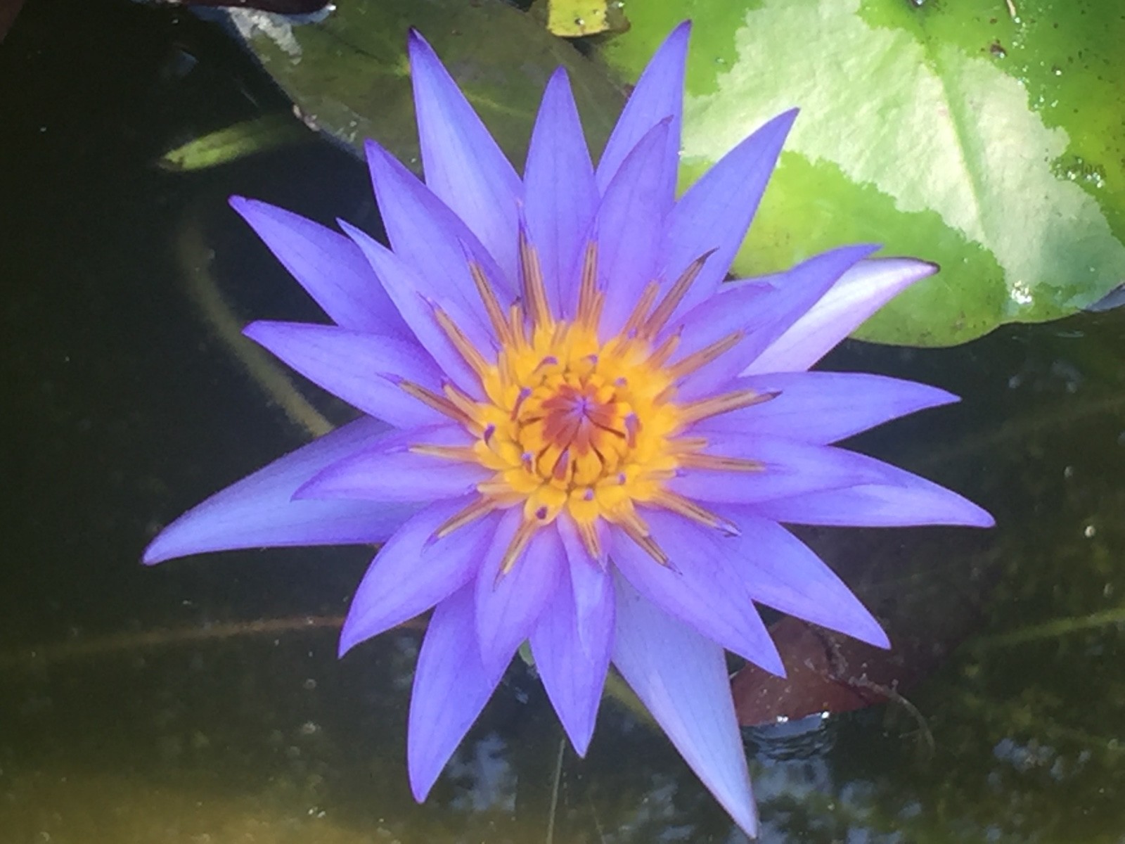 Fancy matured perennial water lilies for $45, yellow