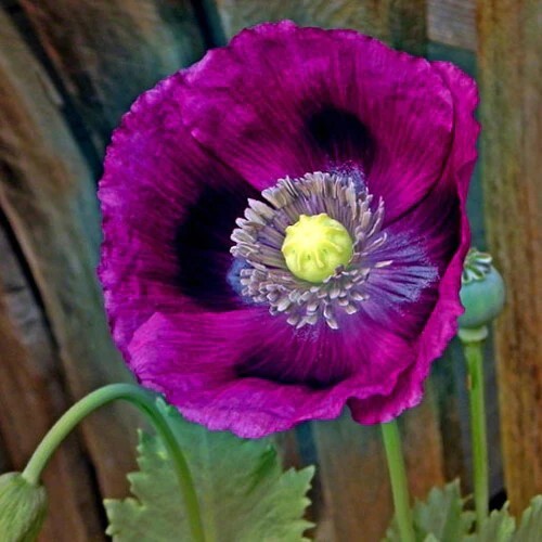 Poppy LAUREN’S GRAPE Poppies PURPLE Attracts Bees Butterflies Non-GMO 500 Seeds