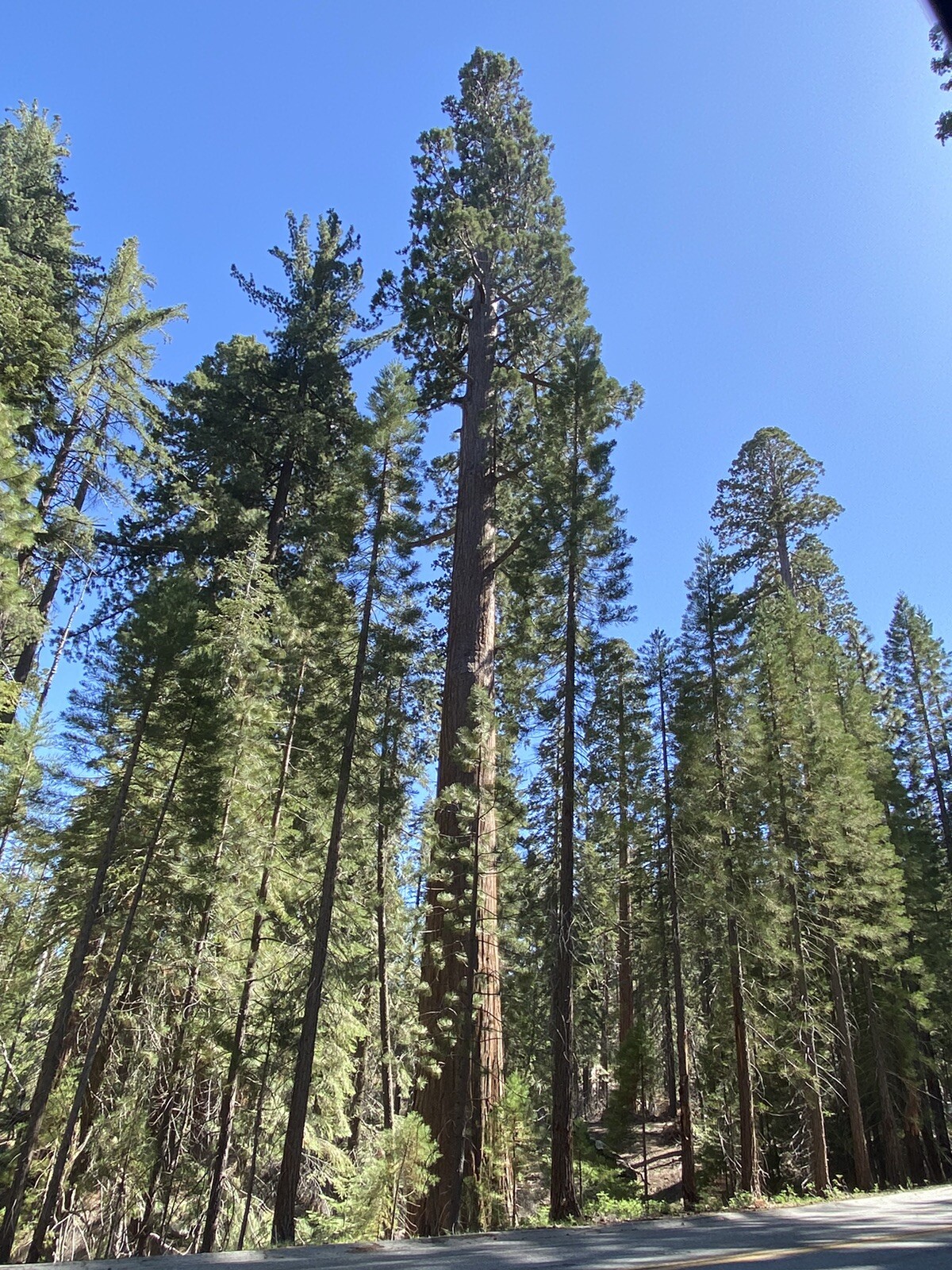 Giant Sequoia (Sequoiadendron giganteum), 25+ seeds, 2024 Harvest